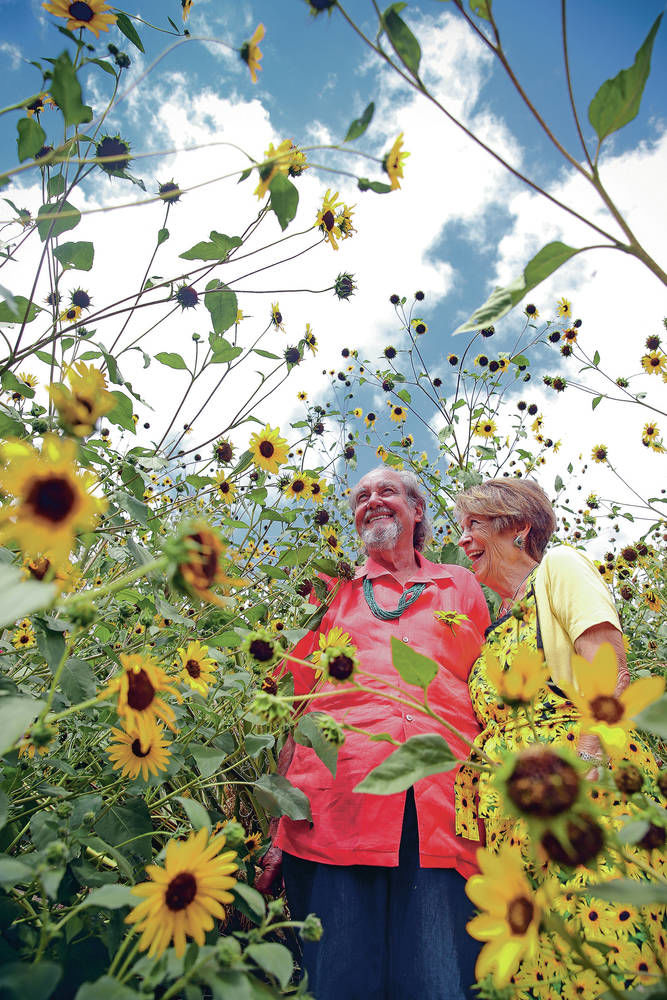 Standing tall amid sunflowers